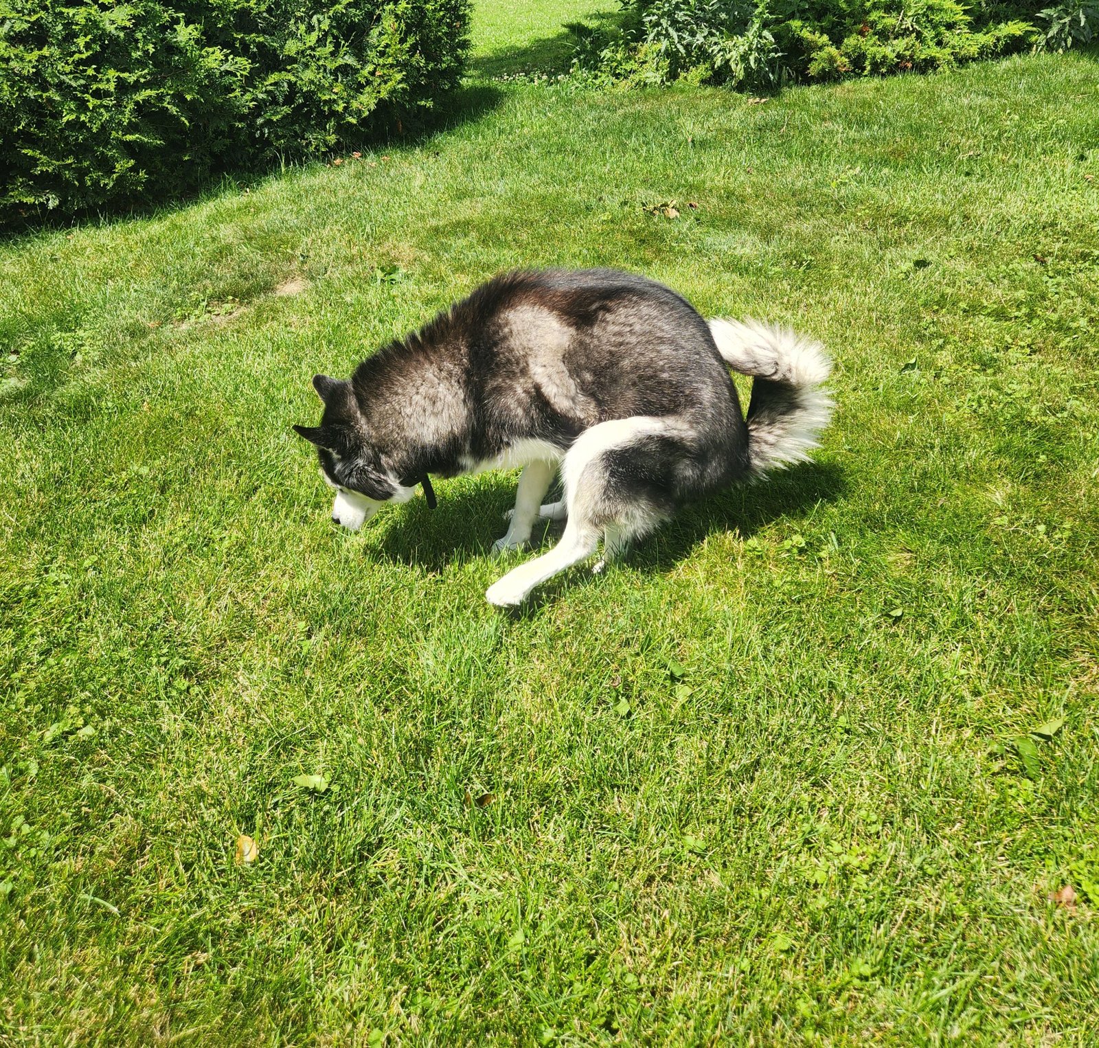 Dog