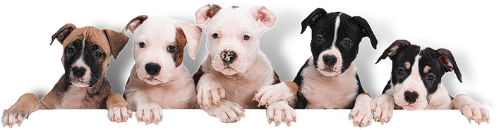 Why Happy Hounds